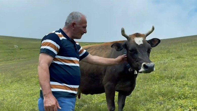 Çok sevdiği ineğini sattı, pişman olup iki katına geri aldı