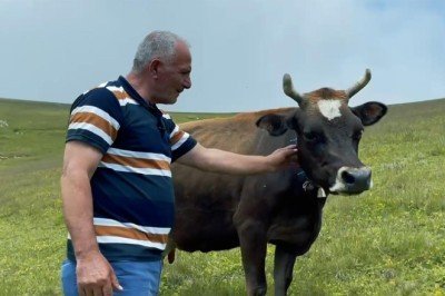 Çok sevdiği ineğini sattı, pişman olup iki katına geri aldı