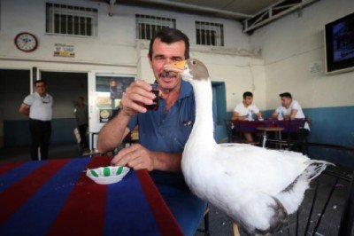 Evinde baktığı kaz can dostu oldu