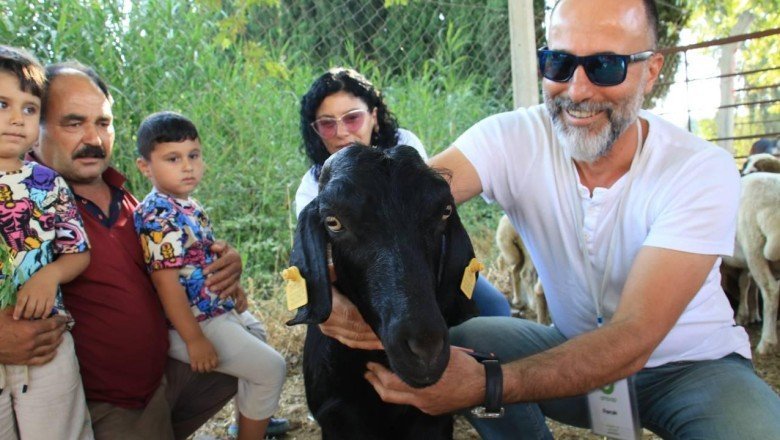 Kaçarak denize atlayan keçi 'Ferdinand'a komşu olacak