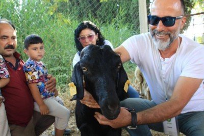 Kaçarak denize atlayan keçi 'Ferdinand'a komşu olacak