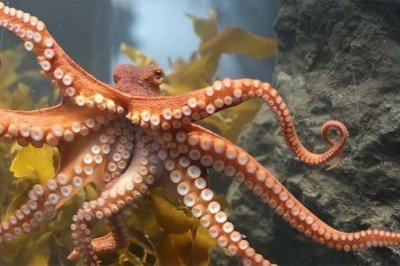 Ahtapotun Kaç Kalbi, Beyni, Kolu Ve Ayağı Var?