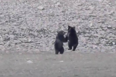 Anne ayı ve yavrularının neşeli anları