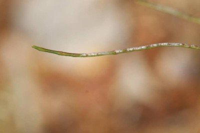Burdur'da 'akşamyıldızı'nın yeni türü bulundu