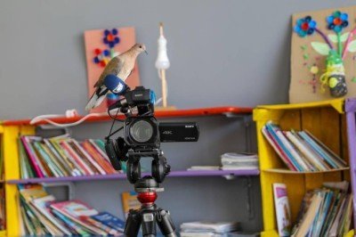 Çevre dostu kütüphanenin ilk misafiri 'kumru' oldu