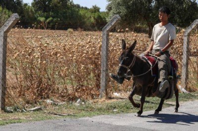 Japon turist eşekle adım adım Türkiye'yi gezdi
