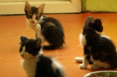 Karne hediyesi olarak alınan hayvanlar sokağa bırakılıyor