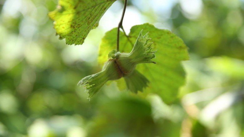 Sanayi ve Teknoloji Bakanlığı'ndan fındık için 3 ayaklı 'yeşil' proje