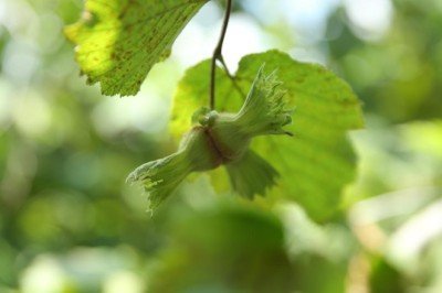 Sanayi ve Teknoloji Bakanlığı'ndan fındık için 3 ayaklı 'yeşil' proje
