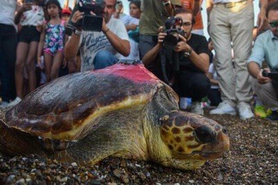 Tedavi edilen deniz kaplumbağası 1 ayda 485 kilometre yol katetti
