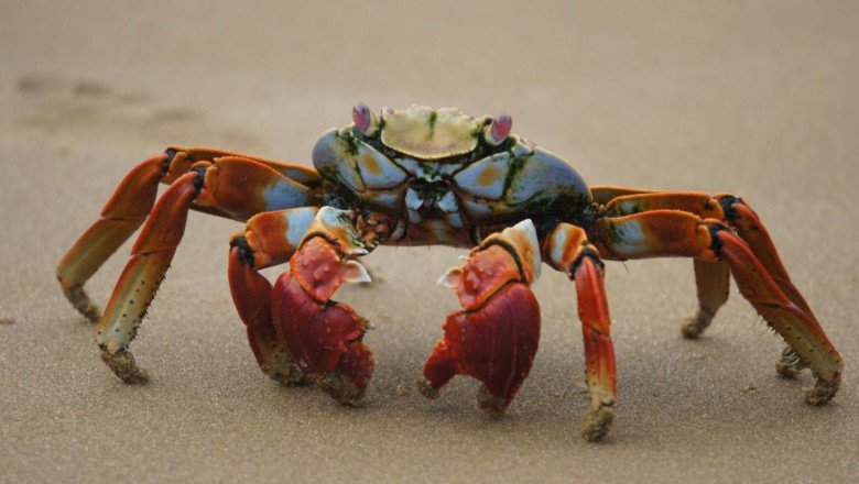 Yengeç kabuğundan doğada çözünen pil üretildi