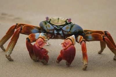 Yengeç kabuğundan doğada çözünen pil üretildi