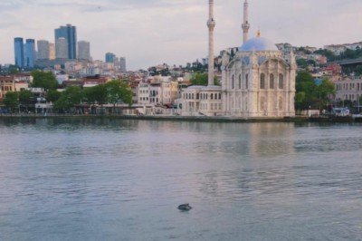 Yunuslar İstanbul Boğazı'nı süsledi