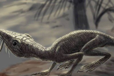 Araştırma: 240 milyon yıl önce İskoçya'da yaşadığı belirlenen tür, soyu tükenmiş uçan sürüngenlerden olabilir