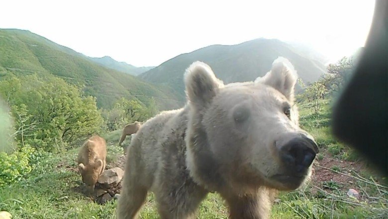 Yaban hayvanları doğal ortamlarında fotokapanlarla izleniyor