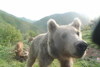 Yaban hayvanları doğal ortamlarında fotokapanlarla izleniyor