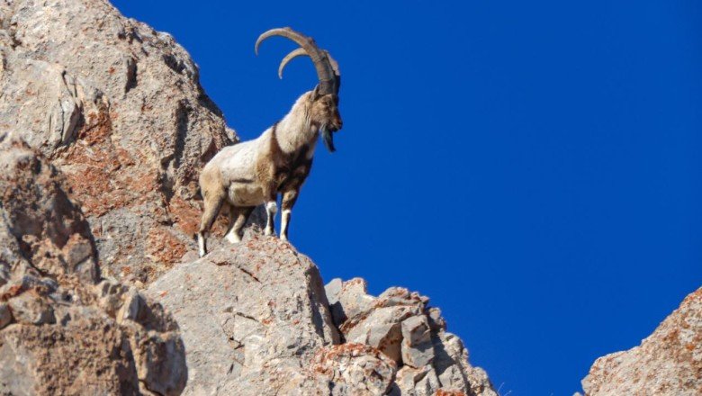 Yaban hayvanlarını koruma adımları yüzlerce türe kalkan oldu