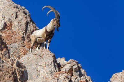 Yaban hayvanlarını koruma adımları yüzlerce türe kalkan oldu