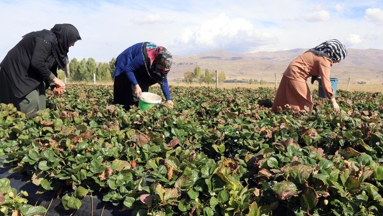 Ağrı'da çilek yetişmez denilen arazide tonlarca çilek üretildi