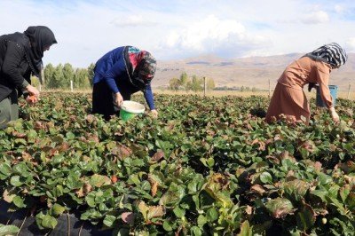 Ağrı'da çilek yetişmez denilen arazide tonlarca çilek üretildi