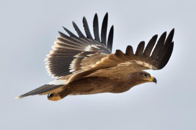 Bozkır kartalı havaların soğumasıyla göçe başladı
