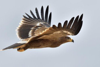 Iğdır'dan takibe alınan bozkır kartalı Afrika'ya göçtü