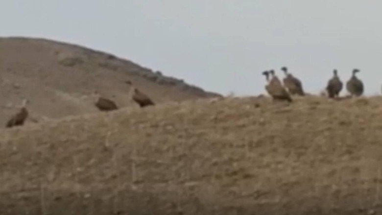 Vanda kızıl akbabalar sürü halinde görüntülendi