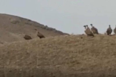 Vanda kızıl akbabalar sürü halinde görüntülendi