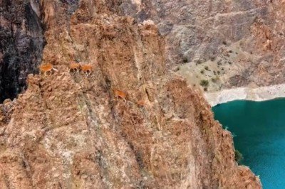Yaban keçilerinin zorlu tırmanışları dronla görüntülendi