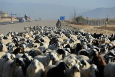 5 aydır yaylada olan göçerler dönüş yolunda