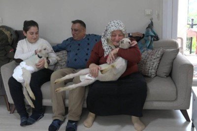 Annesiz kalan ikiz kuzulara evlerini açtılar