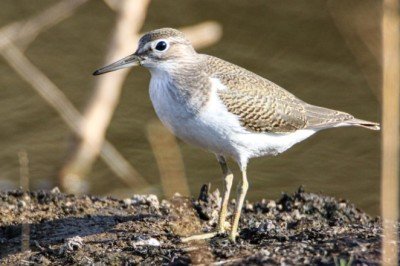 Ağrı Dağı çevresinde yaşayan 100 kuş türü görüntülendi