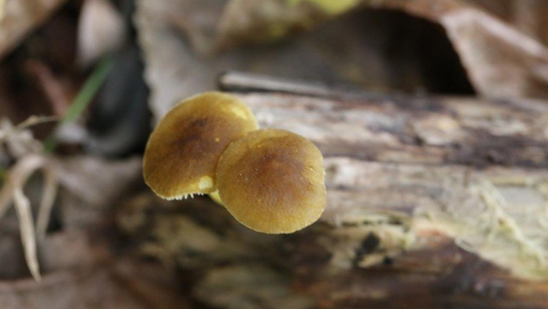 Isparta'da görülen mantar türü dünya literatürüne girdi