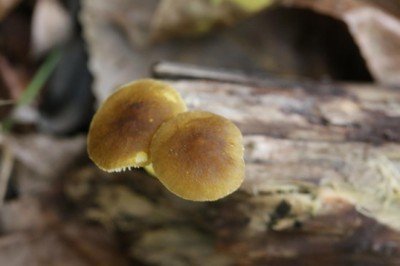 Isparta'da görülen mantar türü dünya literatürüne girdi