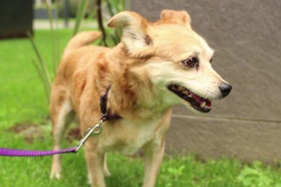 7 soruda evcil hayvanlara mikroçip uygulaması