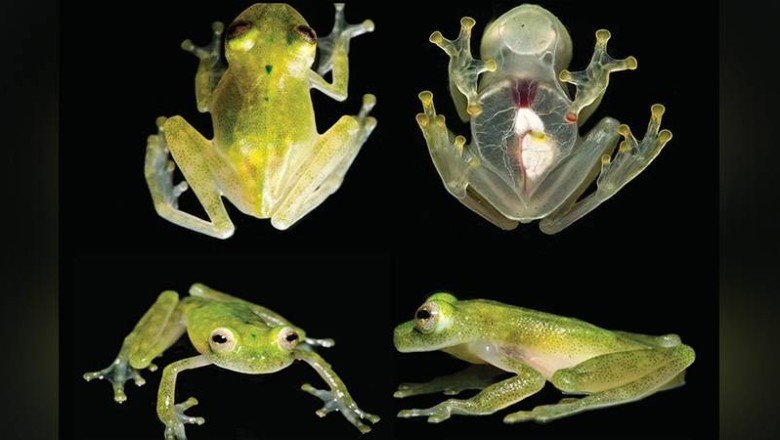 Bilim insanları, cam kurbağaların nasıl saydamlaştığını keşfetti