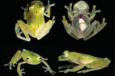 Bilim insanları, cam kurbağaların nasıl saydamlaştığını keşfetti