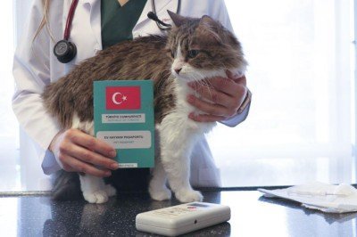 1,4 milyonu aşkın ev hayvanı kayıt altına alındı