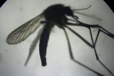 Normalden bin kat fazla böcek ilacına dahi dayanabilen süper sivrisinekler keşfedildi