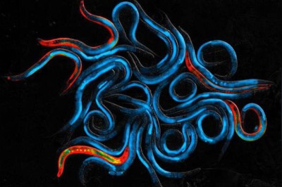 Bilim insanları iplik kurtlarının yaşamını uzatmanın yolunu buldu: 