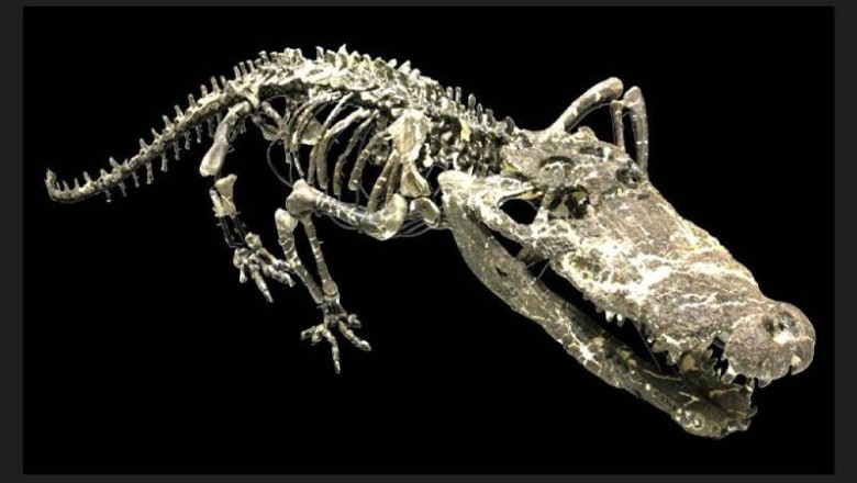 Dinozorlarla beraber yaşamış dev bir timsah keşfedildi: "Isırığı çok güçlü"