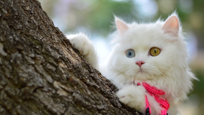 Kediler Hakkında Merak Edilenler, Kedi Nasıl Bir Hayvandır? Evde Kedi Beslenir Mi?