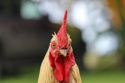 Korkak İnsanlara Neden Tavuk Denir? Tavuk Kelimesnin Kökeni Nedir?