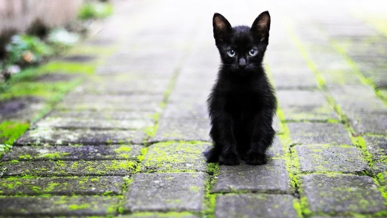 Kediler Hakkında Merak Edilenler, Bilinmeyenler
