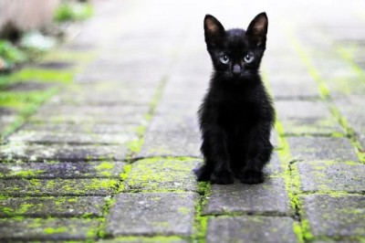 Kediler Hakkında Merak Edilenler, Bilinmeyenler