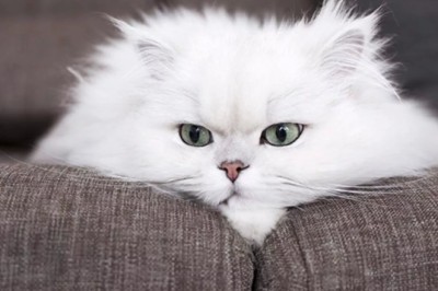 İran Kedisi (Persian) Özellikleri ve Bakımı