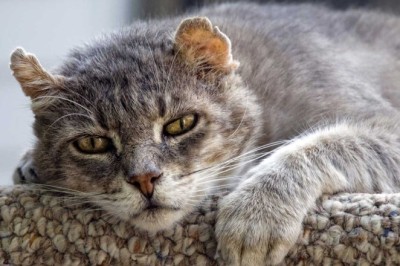 Kedi Davranışındaki Değişiklikler