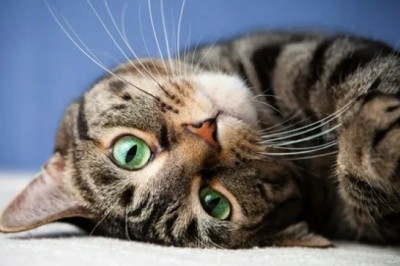 Kediler Kaç Yıl Yaşar? Kedi ırkları ve Ortalama Yaşam Süresi