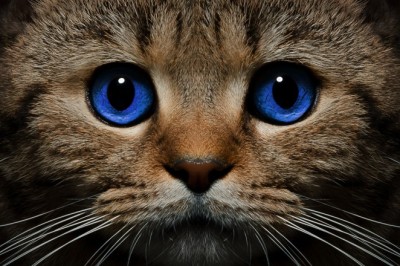 Soy Kedisi Cinsleri, Irkları ve Özellikleri: Soy Kedisi Cinsleri ve Çeşitleri Nelerdir?