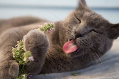 Kedi Nanesi Nedir? Nasıl Kullanılır? Kedi Nanesi Zararlı Mı?